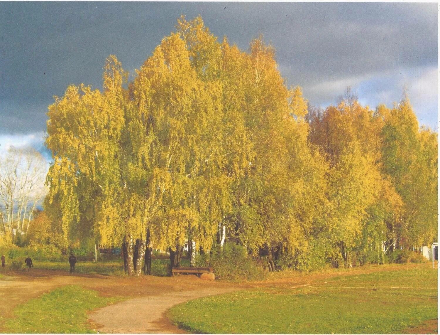 Веселой пестрою стеной. Бунин листопад. Багряный клен лиловый вяз. Фото осень Бунин. Бунин листопад полный.