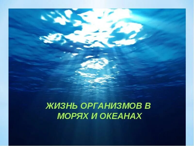 Урок 6 класс жизнь в океане. Жизнь организмов в морях. Жизнь организмов в океане. Жизнь организмов в морях и океанах 5 класс. Жизнь организмов в морях и океанах 5 класс биология.