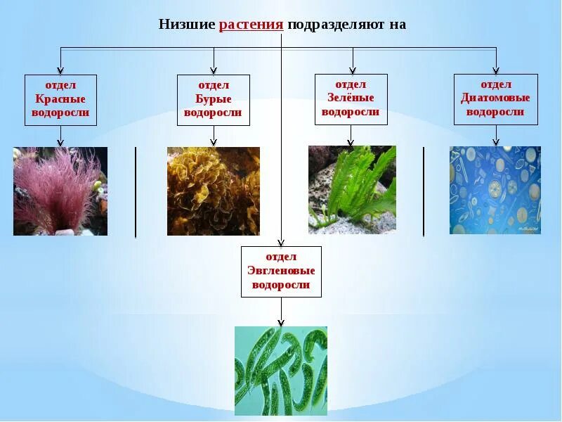 Зелёные водоросли отделы растений. Классификация многоклеточных водорослей. Представители отдела водоросли. Низшие отделы водорослей.