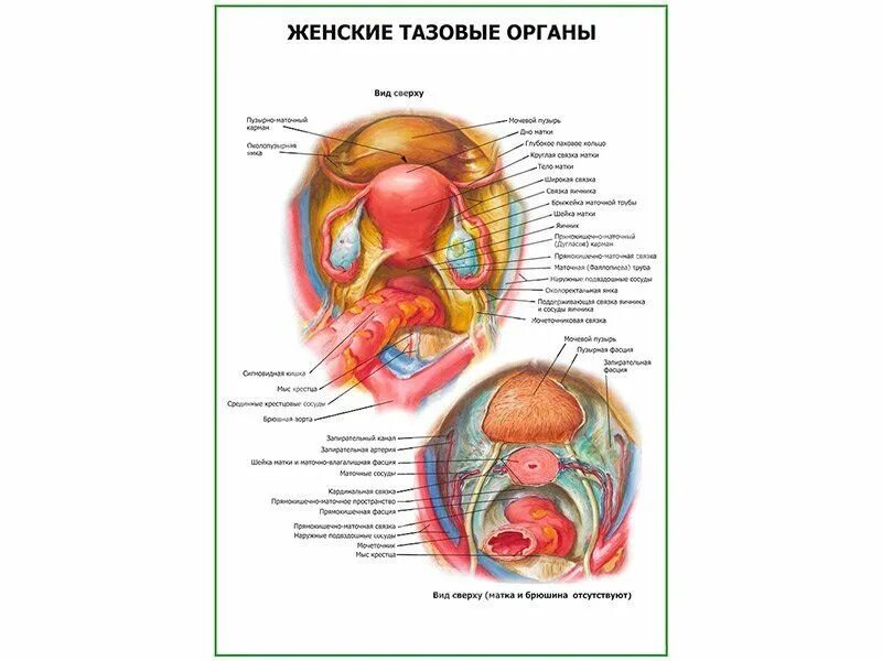 Строение женских органов. Схема женских органов внешних. Анатомия женщины гинекология. Анатомия наружных женских органов гинекология.