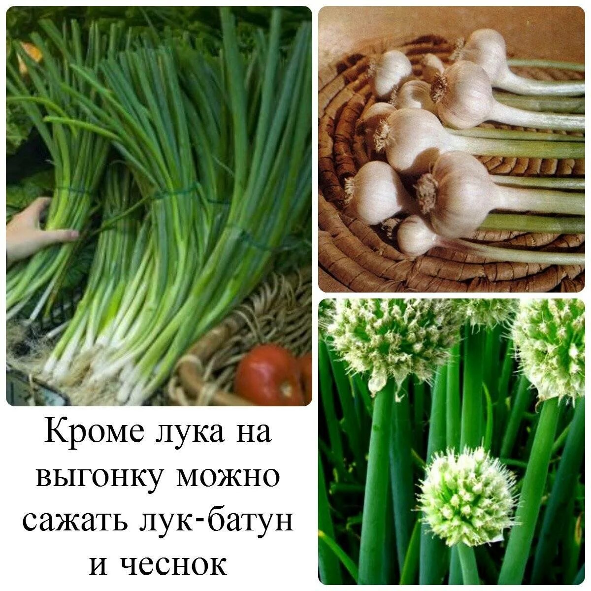Рассказываем как сеять лук-батун под зиму, чтобы заработать миллион уже весной Г