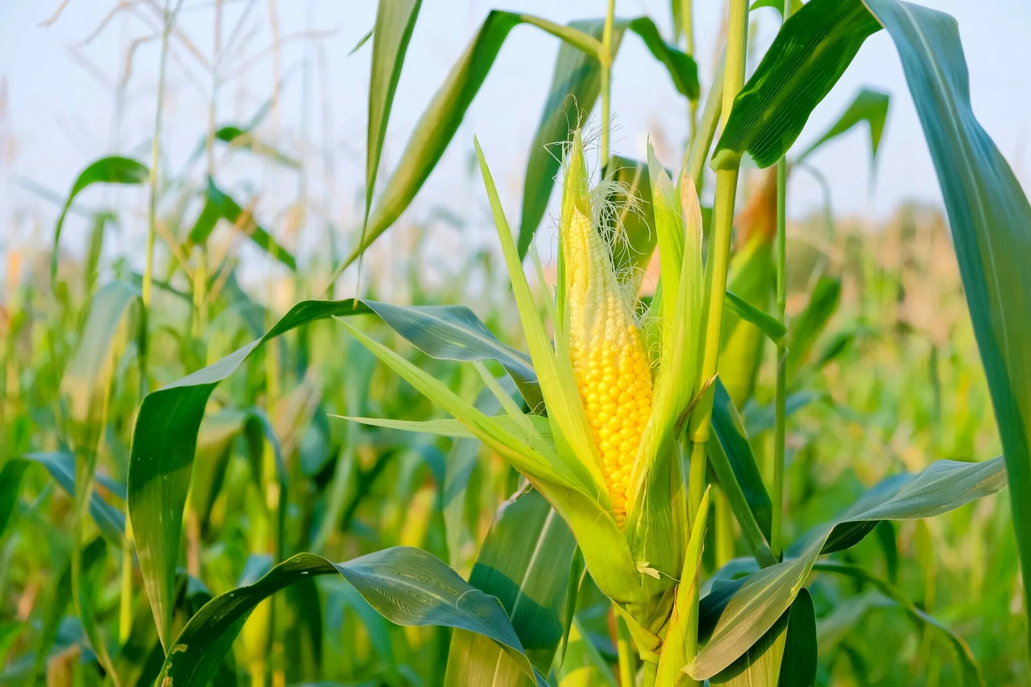Фото кукурузы. Кукуруза поле початки. Плантация кукурузы. Тычиночные цветки кукурузы. Кукуруза это зерновая культура.