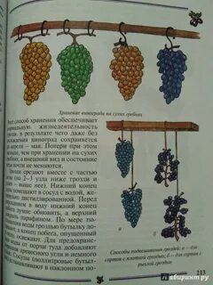 Виноград книга