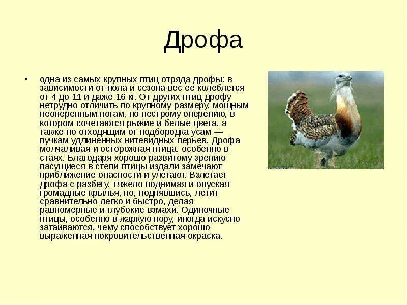 Сообщение о животном дрофа. Сообщение о птице дрофа. сообщение о дрофе.