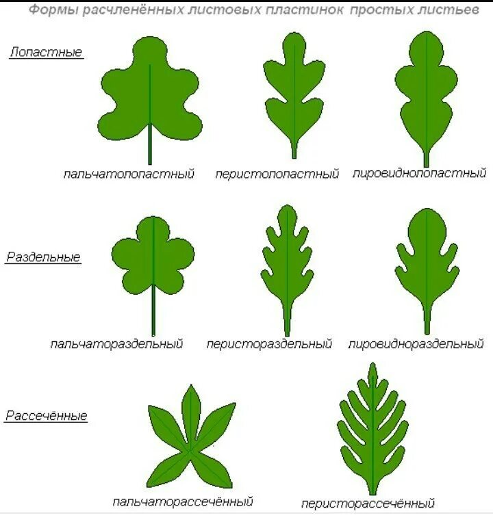 Форма расчленения листовой пластинки. Рассечение листовой пластинки. Лопастные раздельные рассеченные листья. Перисто лопастный лист.