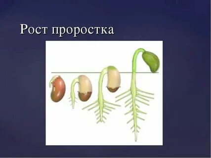 Состав семян биология