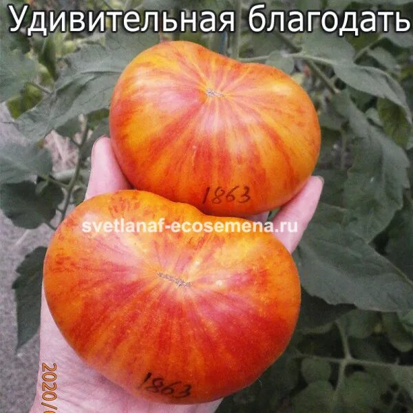 Удивительная благодать. Удивительная благодать. Удивительная благодать. Удивительная благодать фильм. Строиться строиться божий дом.