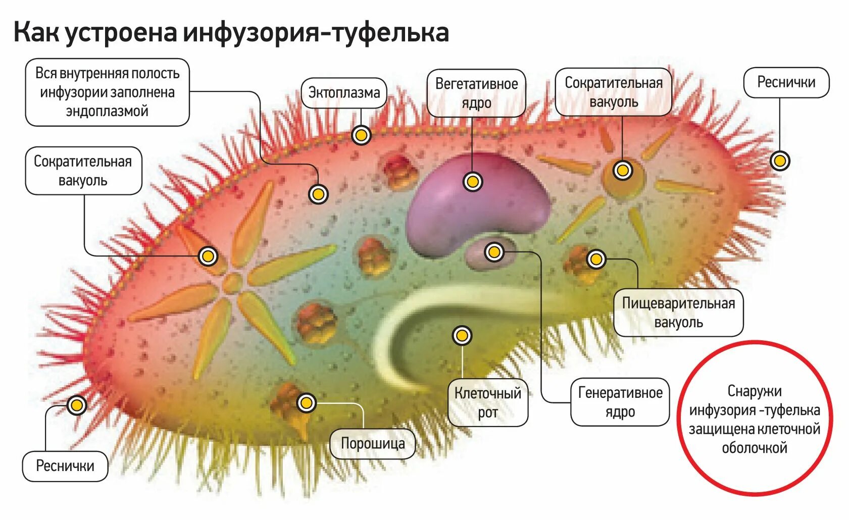 Инфузория туфелька структура. Пищеварительная вакуоль инфузории. Инфузория туфелька пищеварительные вакуоли. Строение клетки инфузории туфельки. Строение реснички инфузории.