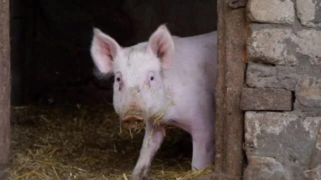 Свинка вышла. Small White Pig.