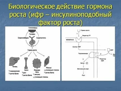 Типы гормонального влияния биохимия