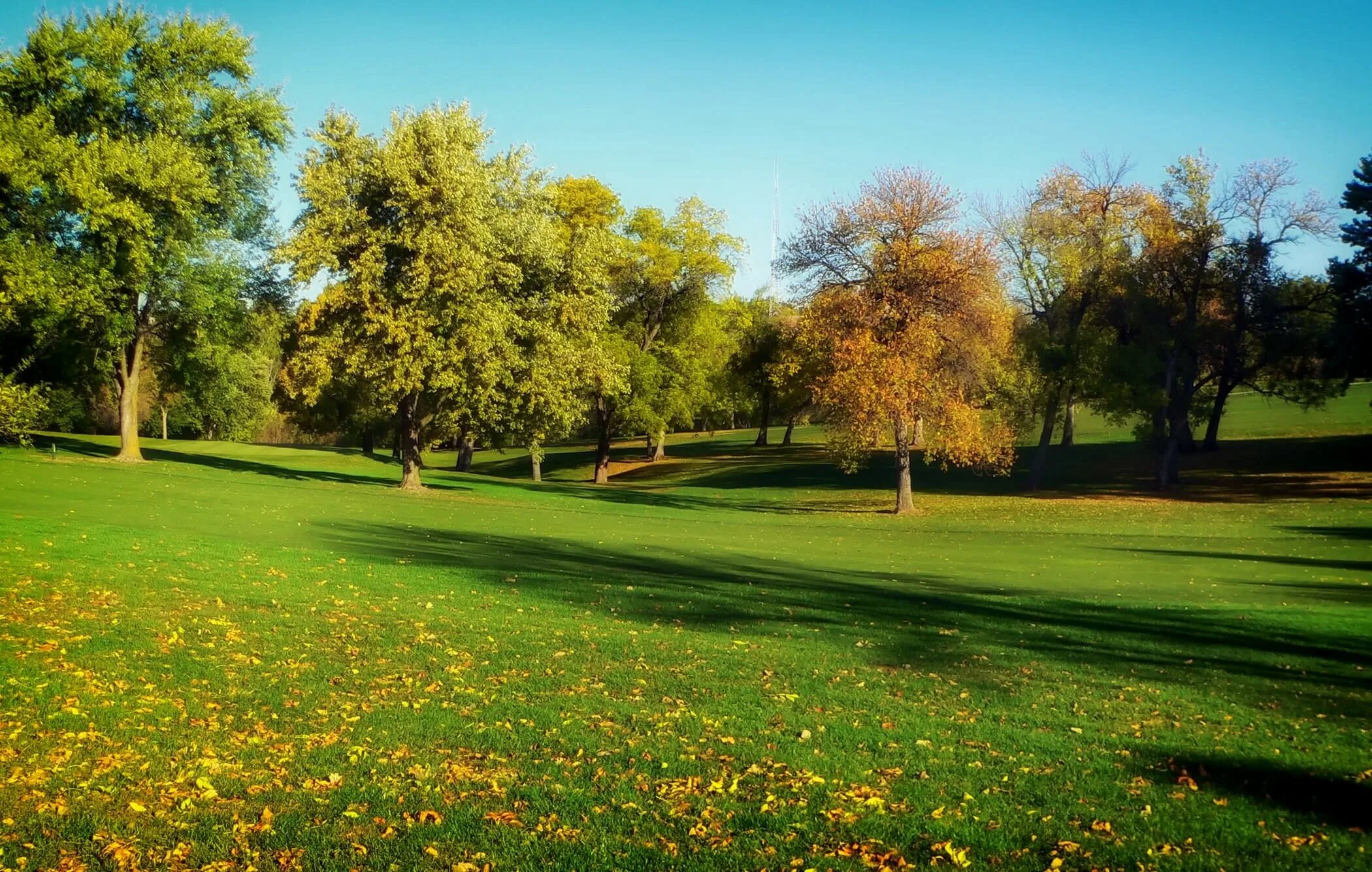Tree course