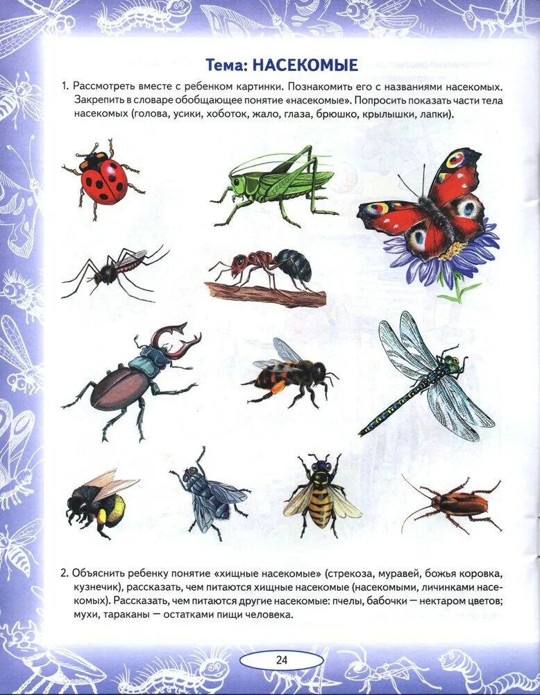 Тема насекомые в средней