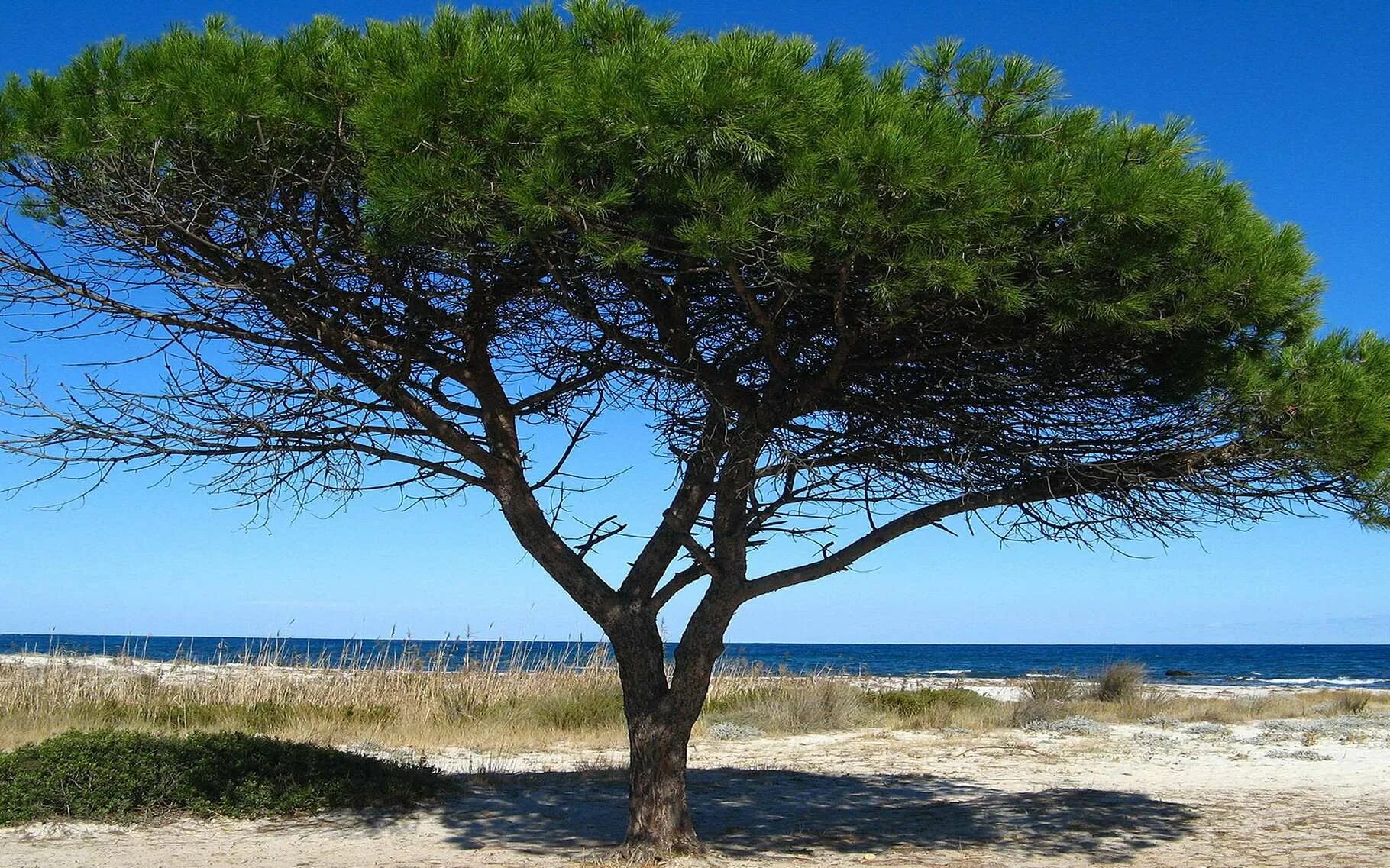 Пиния это. Средиземноморская сосна Пиния. Пиния (Pinus pinea). Сосна итальянская Пиния. Итальянские сосны пинии в Италии.