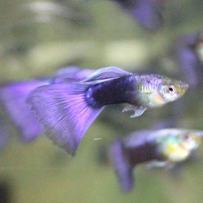 Гуппи цвета. Цвета гуппи. Гуппи окрасы. Московские гуппи. Аква рыбки гуппи.