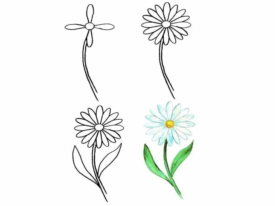 Рисунки цветов для начинающих. Поэтапное рисование ромашки. ромашка рисунок карандашом. рисунок ромашки карандашом для срисовки. поэтапное рисование полевых цветов.