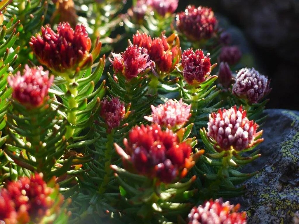 Радиола розовая полезные свойства и противопоказания. Родиола розовая rhodiola rosea. родиола линейнолистная. родиола розовая (rhodíola rósea). красная щетка родиола розовая.