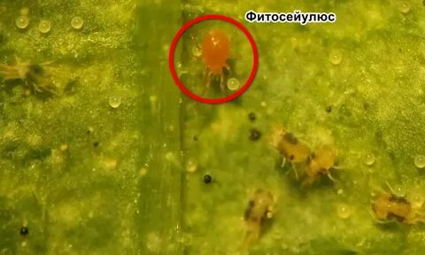 Паутинный клещ опасен ли для человека