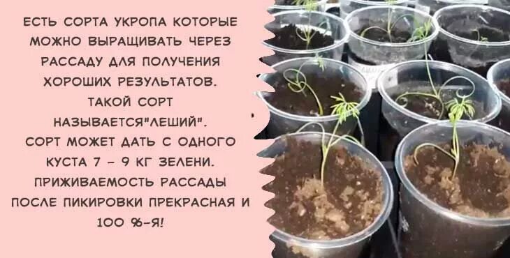 Посадка укропа в открытый грунт весной. Рассада укропа. Когда сеять укроп. Грунт для укропа рассады. Рассада укропа фото.