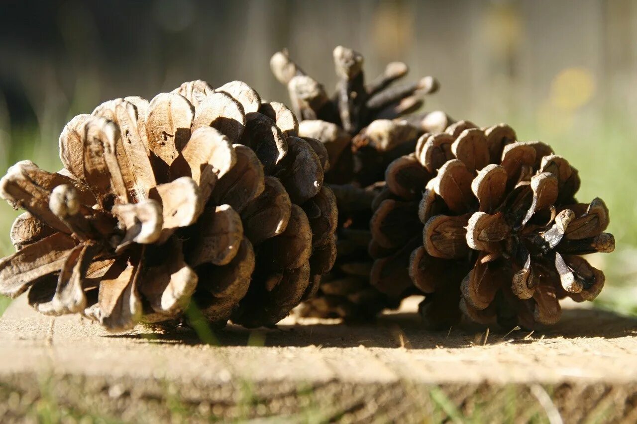 Зеленые сосновые шишки. Шишки сосна горная офир шишки. Сосна пиния шишки семена. Шишки еловые и сосновые. Странные шишки.