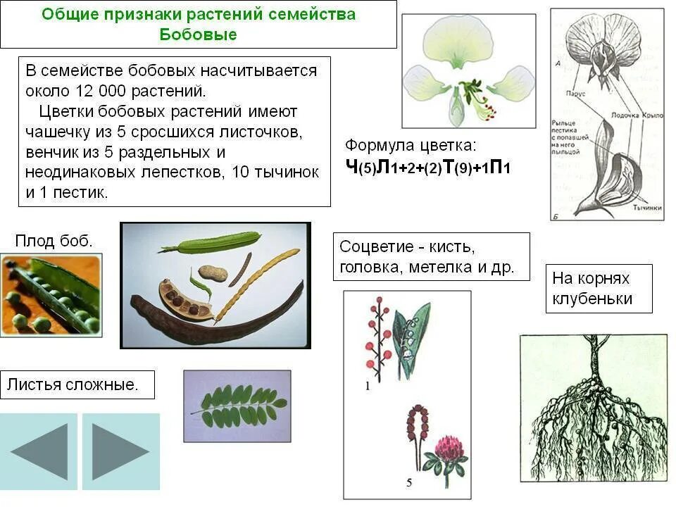 Общие признаки бобовых растений. Семейство покрытосеменных растений бобовые. Характеристика растений семейства бобовые таблица. Характерные признаки семейства бобовых. К какому классу относится растение схема