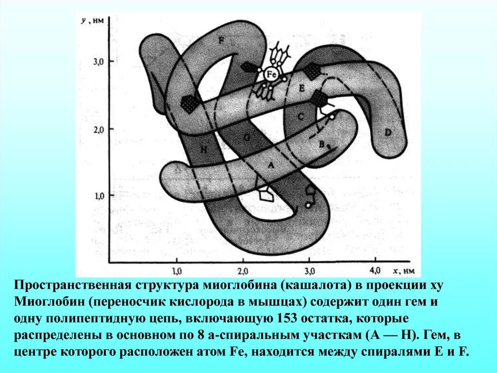 Высокое содержание миоглобина. Миоглобин строение. строение миоглобина схема. строение гемоглобина и миоглобина биохимия. миоглобин формула.