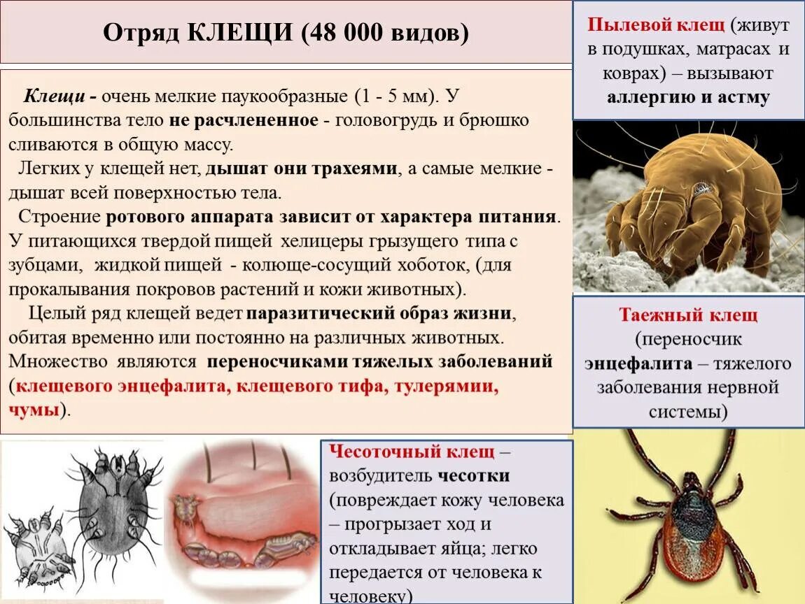 Паразитический образ. Паукообразные отряд клещи. Отряд клещи чесоточный зудень. Паукообразные клещи чесоточные. Представители паукообразные отряд клещи.