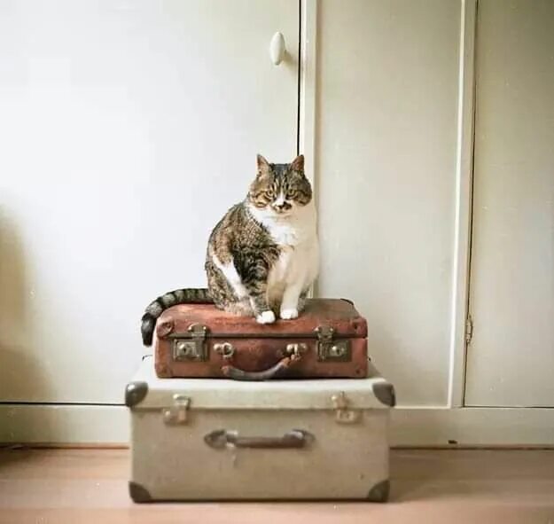 20 животных, которые не верят, что мы собираемся уехать без них Животные, Собаки