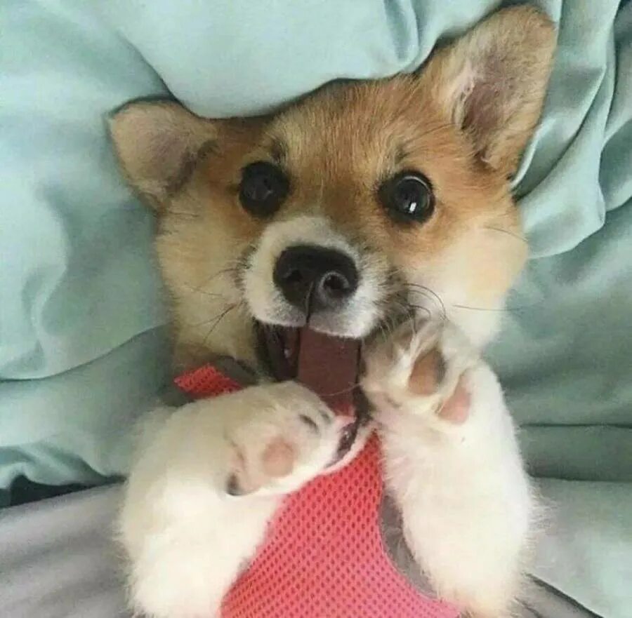 Милые котики. Ооочень милые щенята. Милые котята. Собачки которые помещаются в кружку. Милые котики с короной.