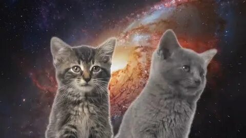 2 поющих кота