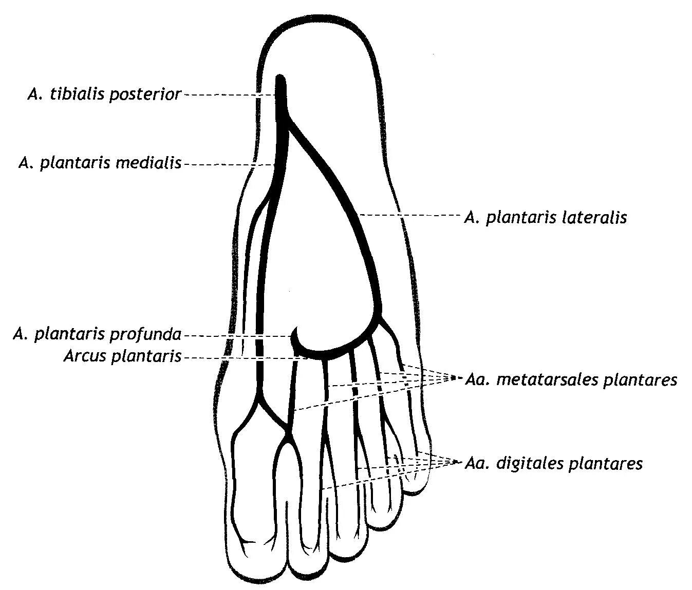 Медиальный сосудисто-нервный пучок подошвы. Подошвенная дуга стопы схема. Подошвенные артерии стопы. Тыльная артерия стопы анатомия. Основные артерии стопы