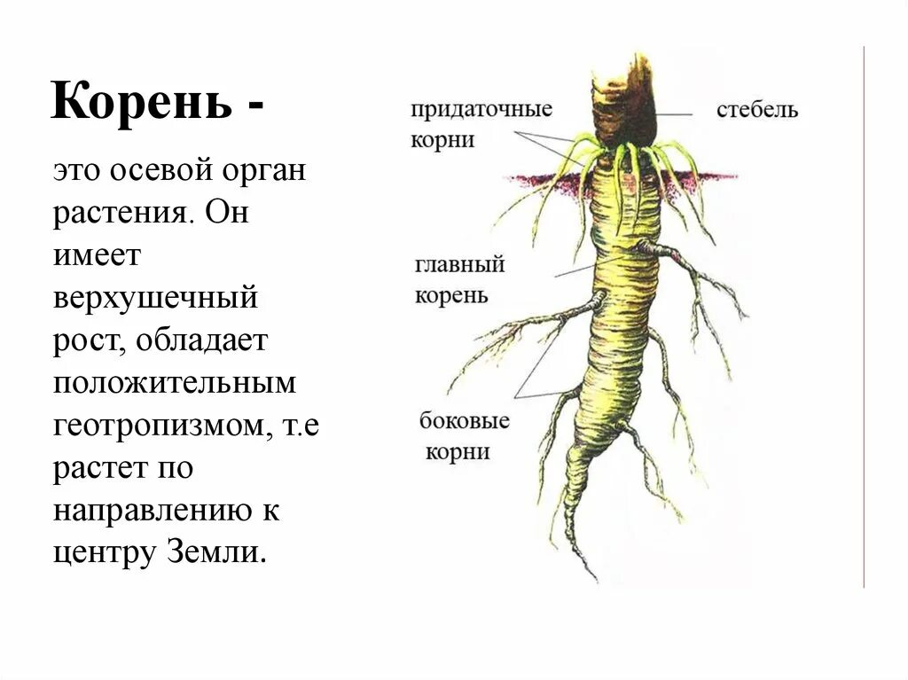 Части органа корень