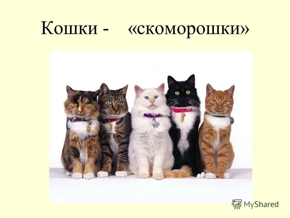 Беседа день кошек. Всемирный день кошек. Международный день Коше. Презентация день кошек для детей.