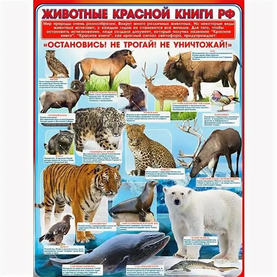 Идрисова Ажав Всероссийский конкурс экологических плакатов "Зелёная планета"