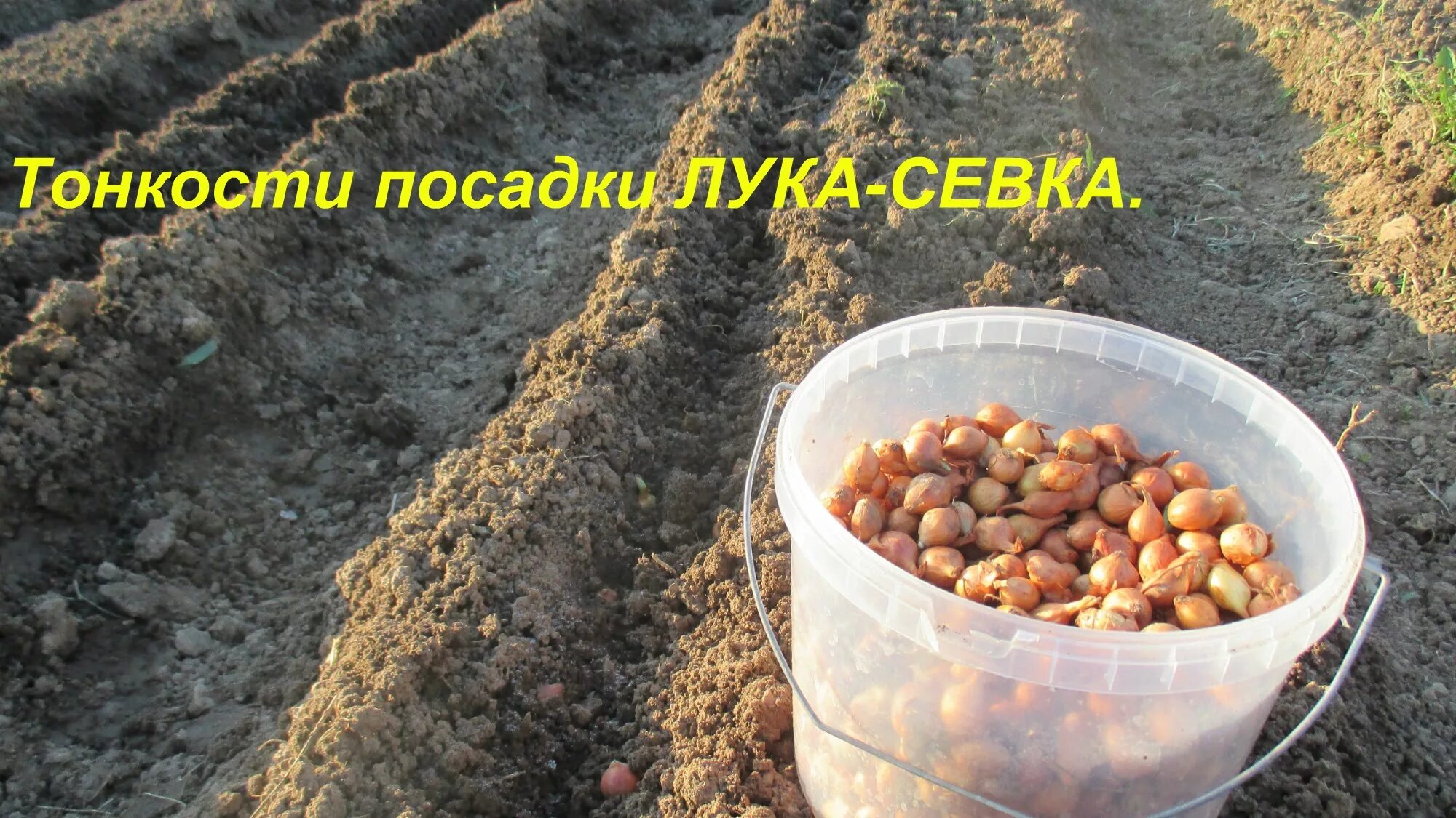 При какой температуре можно сажать лук севок. Сажаем лук севок. лук севок выращивание.