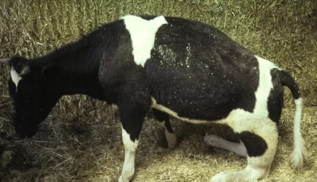 Послеродовой парез у коров. Почему месячные телята