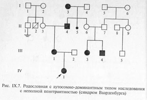 Родословная аутосомно доминантный тип
