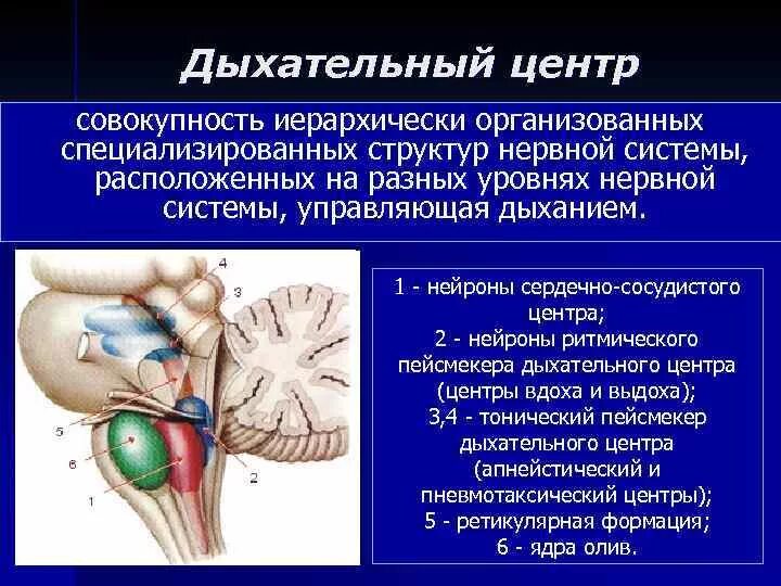 Содержит центр дыхания. Содержит центр дыхания