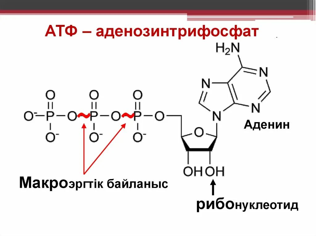 Строение мономера АТФ. Формула АТФ В химии. АТФ фосфорная кислота. Химическая формула молекулы АТФ.