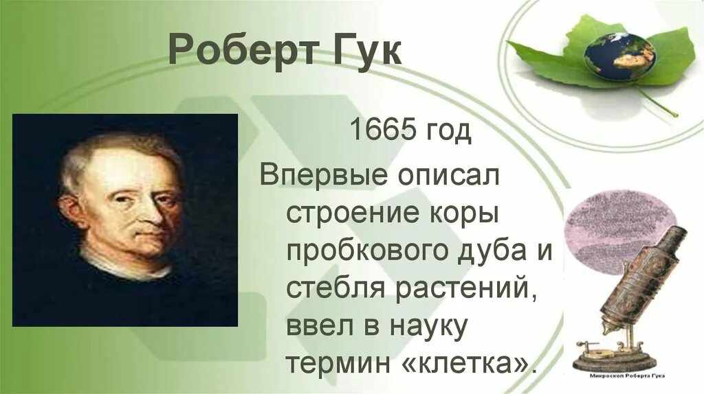 Гук ввел термин клетка. Гук ввел термин клетка