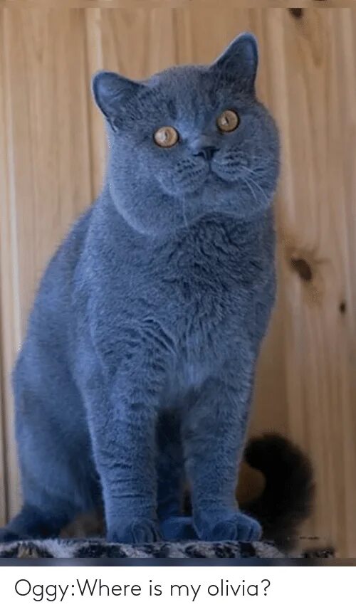 Кот голубого окраса. Британская короткошёрстная кошка голубая. кошка голубой британец. британец кот голубой окрас. британская короткошёрстная дымчатая.