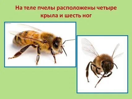 Шесть ног три