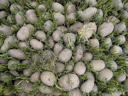 Как правильно яровизировать картофель