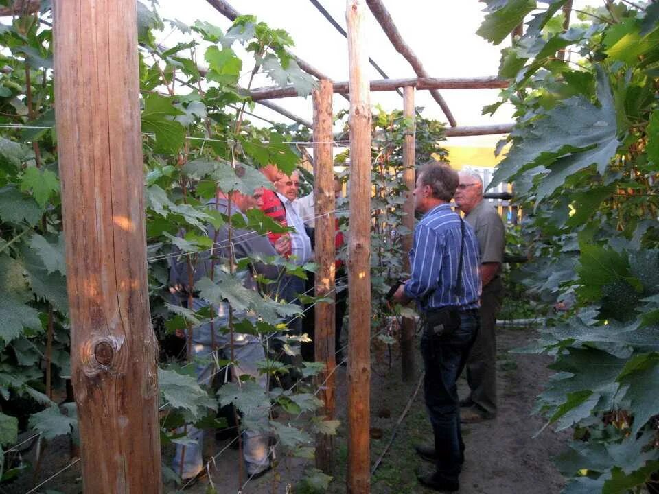 Шпалера для винограда в теплице. Парник для винограда. Виноградники в теплицах. Теплдиц адля винограда. Теплица для винограда