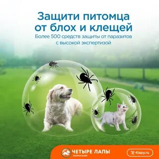 Защита собак от клещей народными средствами