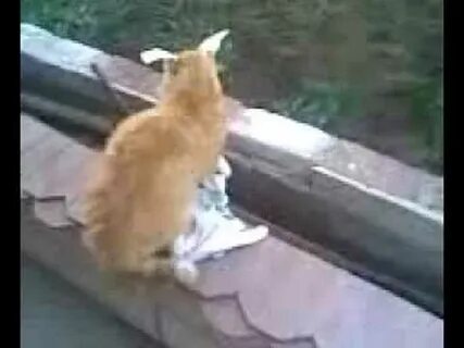 Толе толе кот