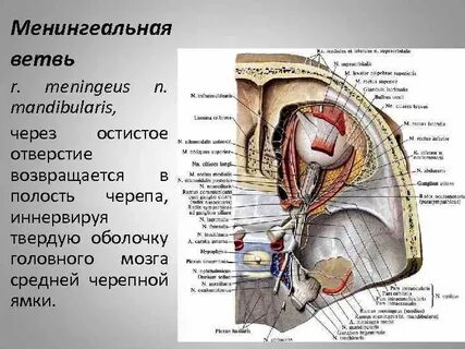 Средние ветви
