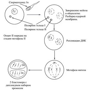 Полярное тельце результат фазы