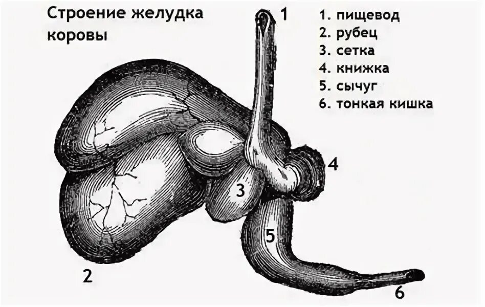 Желудок коровы название. Анатомия пищеварительной системы коз. Строение многокамерного желудка крс. Пищеварительная система коровы. Желудок коровы название.