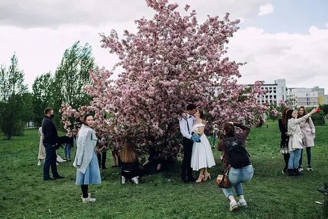 Сакуры казань