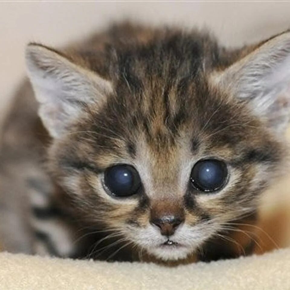 Кошки маленькие. Красивые котята. Кошки маленькие. Кот 5 месяцев. Как будет выглядеть котенок.